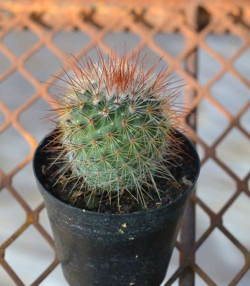 Cactus