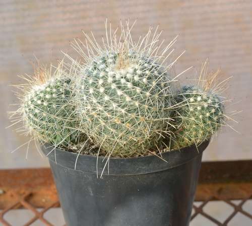 Cactus