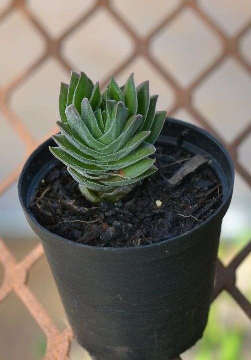 Crassula Buddhas Temple