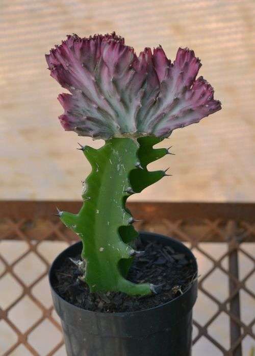 Grafted cactus