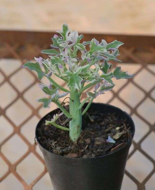 Variegated candle plant