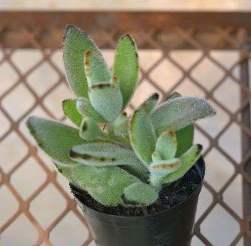 Kalanchoe Tomentosa