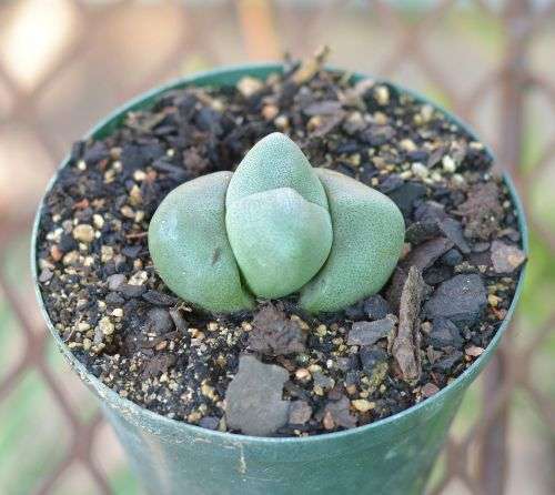 Pleiosphilos