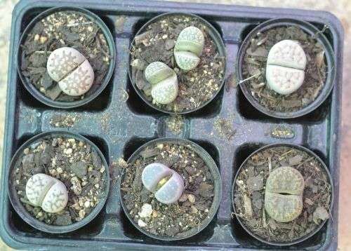Lithops