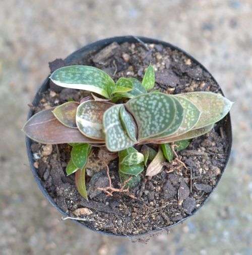 Variegated gasteria