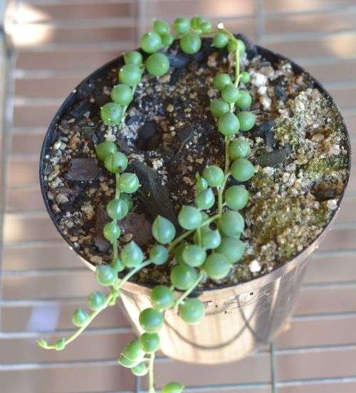 String of pearls