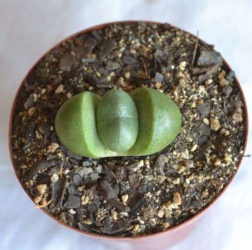 Pleiosphilos