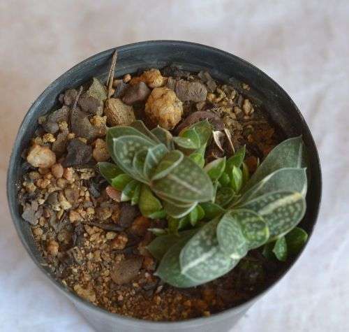 Variegated Gasteria