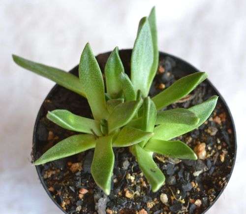 Nananthus Aloides