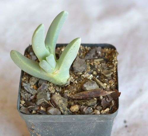 Cheridopsis Denticulata