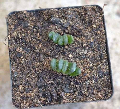 Haworthia Truncata x 2