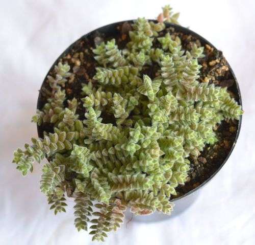 Succulent
