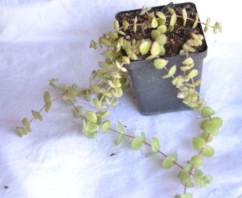 Crassula Pellucida