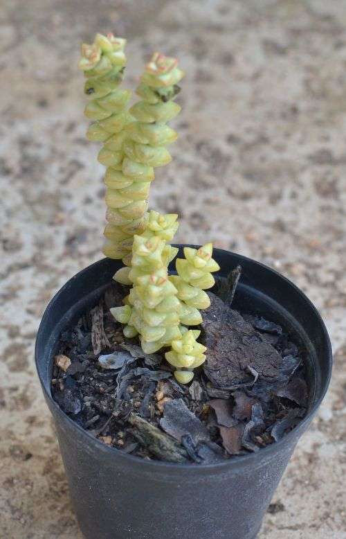 Crassula Tom Thumb