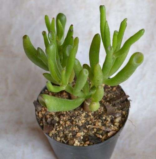 Crassula Ovata