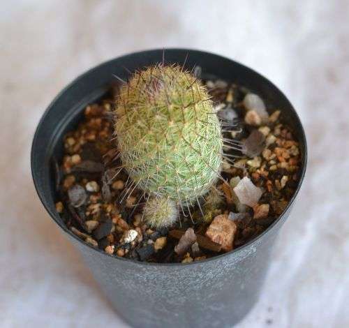 Cactus