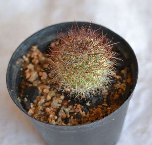 Cactus