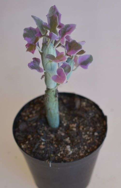 Variegated Candle Plant