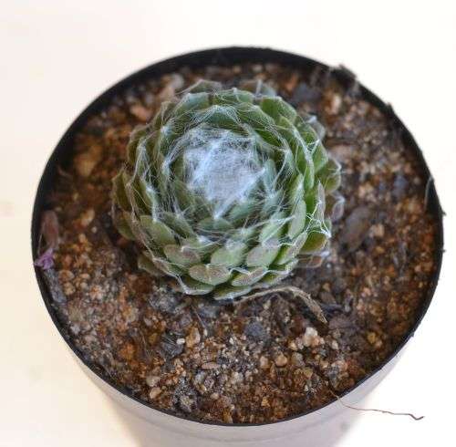 Sempervivum