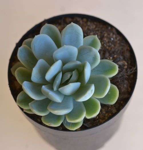 Echeveria
