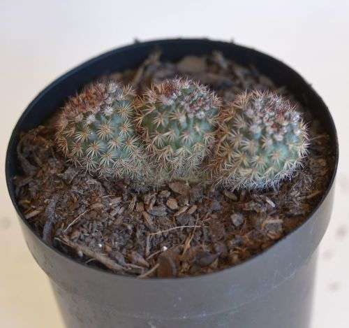 Cactus