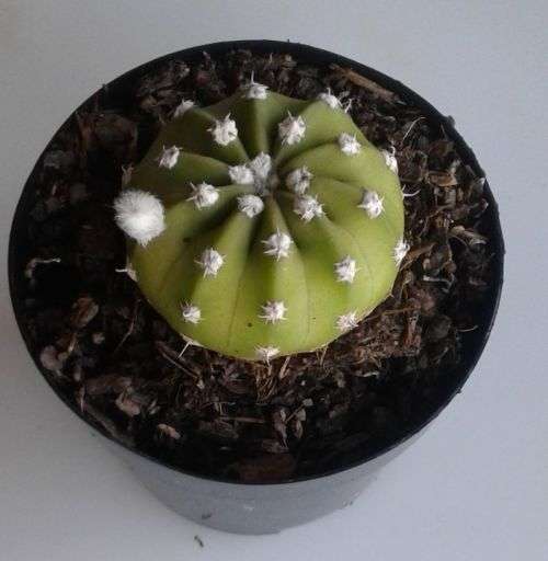 Cactus