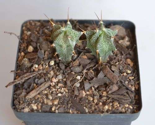 Astrophytum Ornatum
