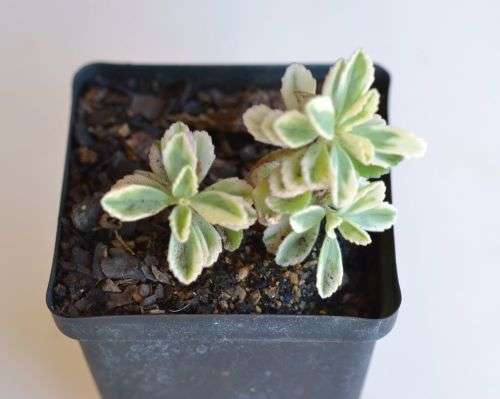 Plectranthus Neochilus variegated