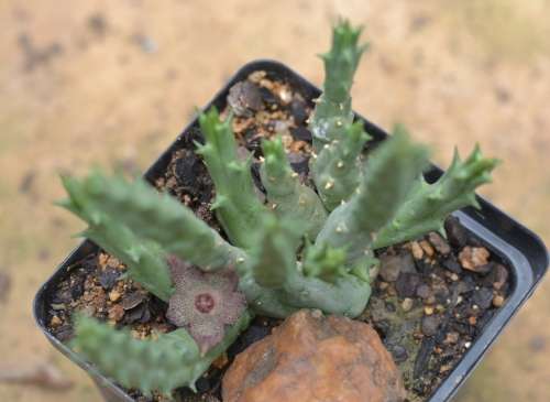 Orbea Cooperi cutting
