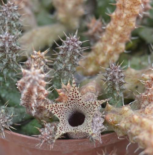 Stapelianthus Decaryi cutting