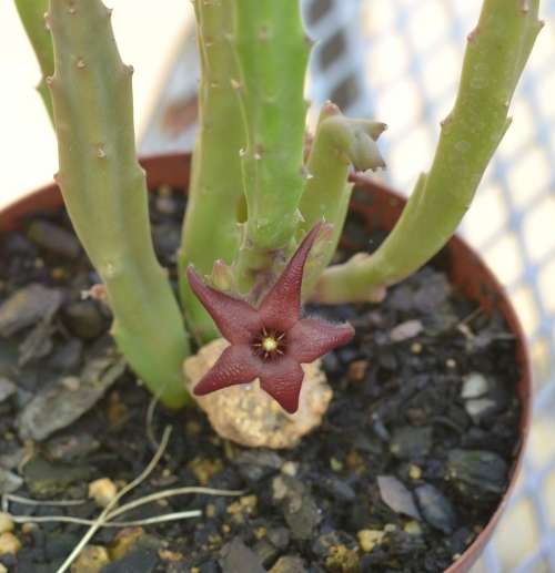 Stapelia Baylissii cutting