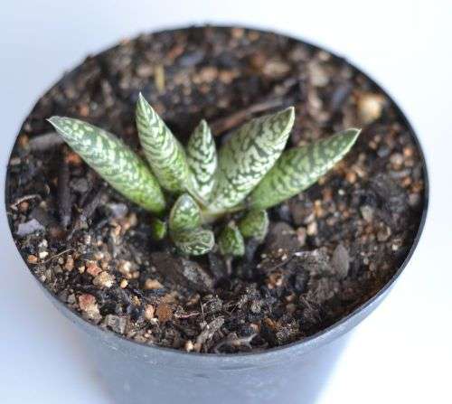 Gasteria Carinata Snowstorm