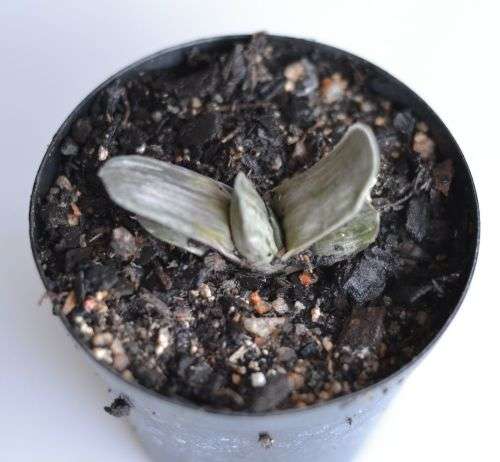 Gasteria Silver Fudji