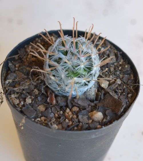Mammillaria Duwei