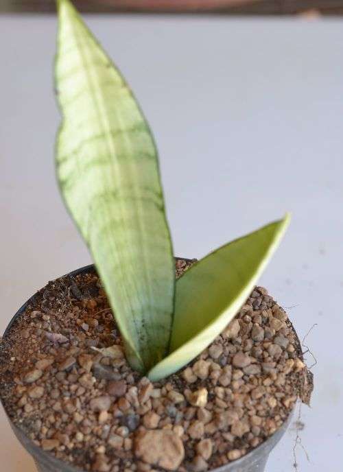 Sanseveria Moonshine