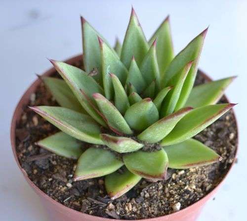Echeveria Agavoides
