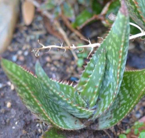 Aloe Granditendata