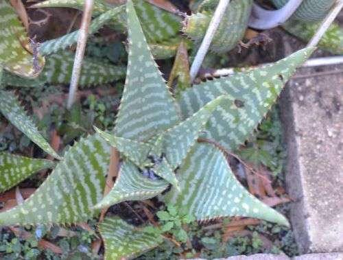 Aloe Granditendata