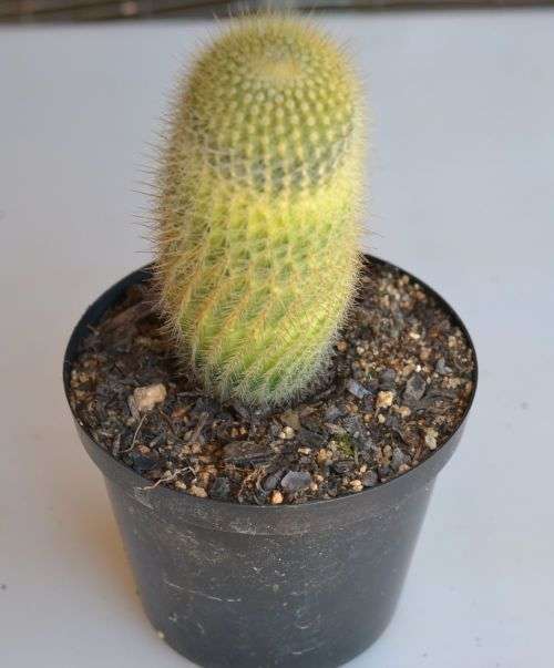 Variegated cactus