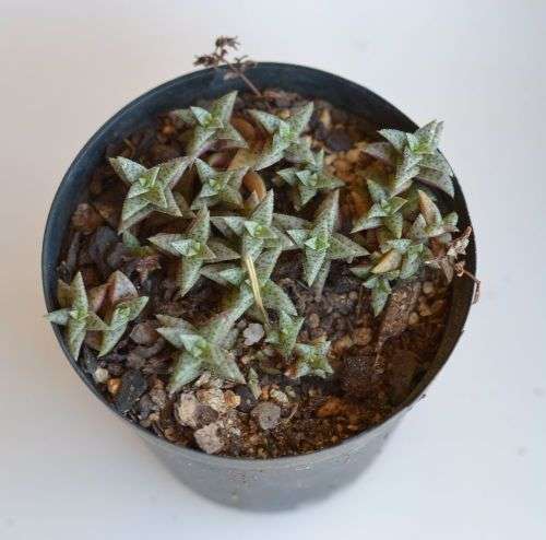 Crassula