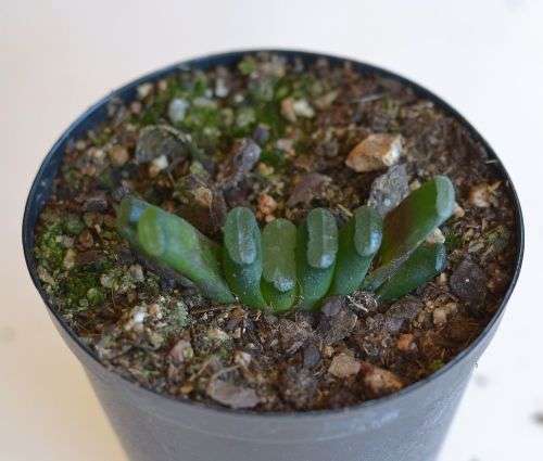 Haworthia Truncata
