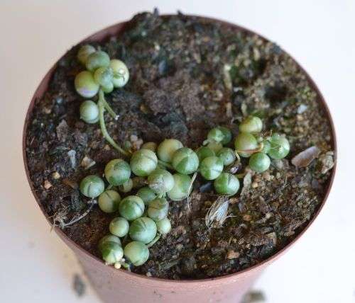 Variegated string of pearls