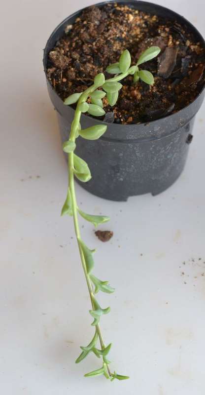 String of dolphins