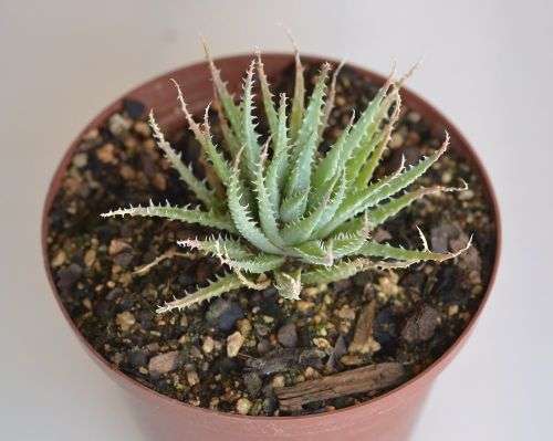 Aloe Humilis