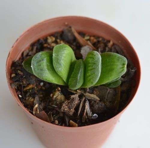 Haworthia Truncata x Retusa