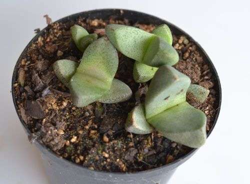 Pleiosphilos