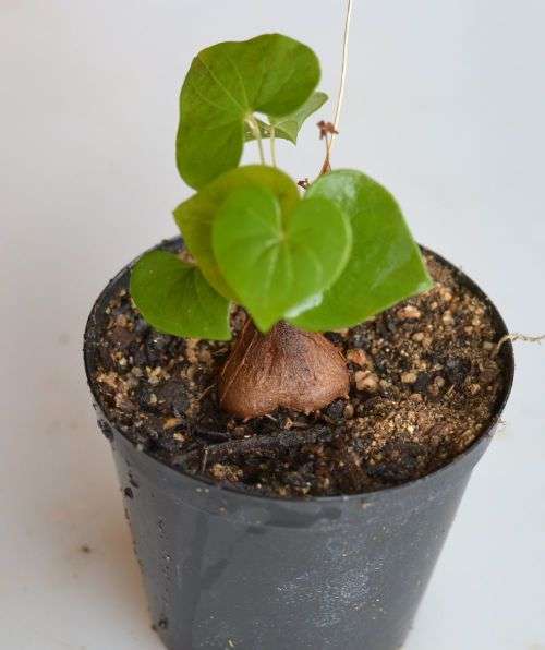Dioscorea Sylvatica