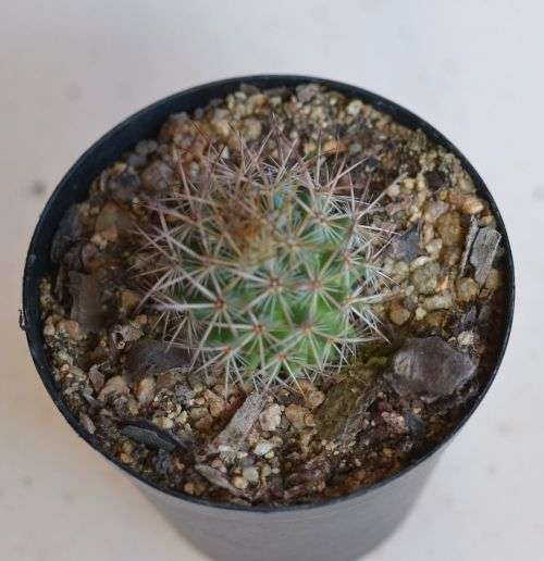 Cactus