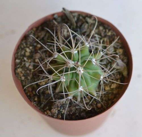 Cactus