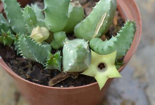 Huernia Thuretii cutting
